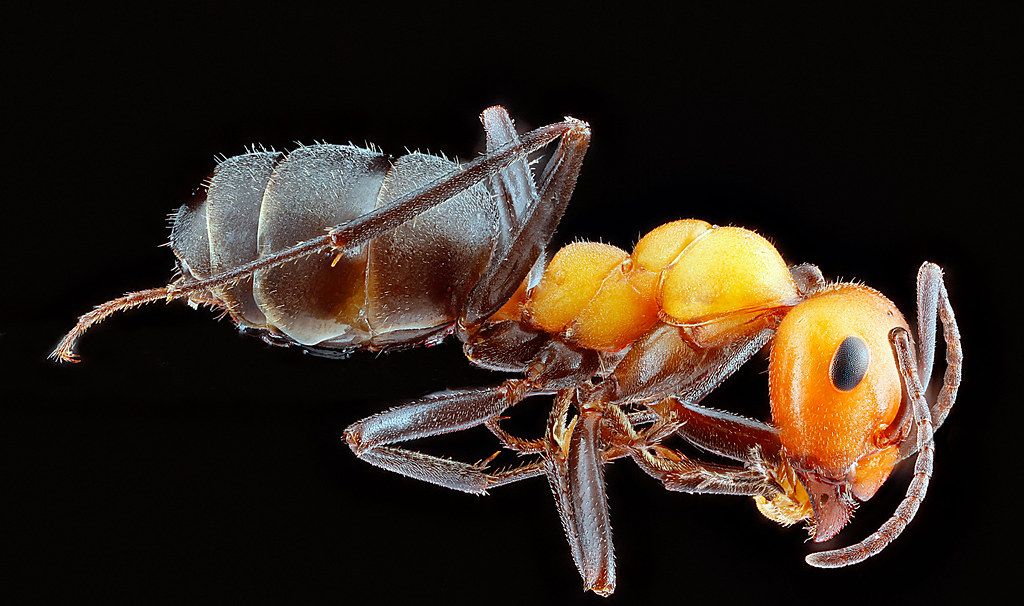 Ant Control service in Yuba City, CA