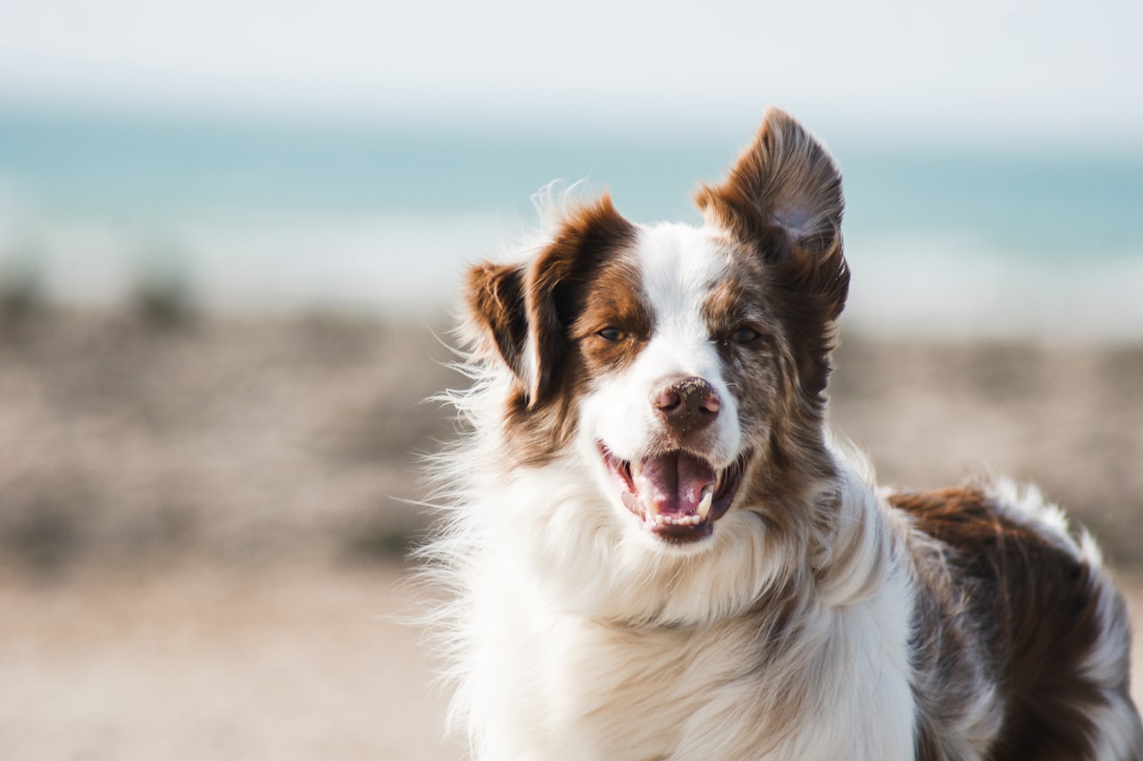 Flea & Tick Control service in Yuba City, CA