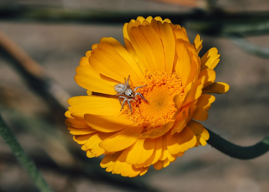 Spider Control service in Yuba City, CA